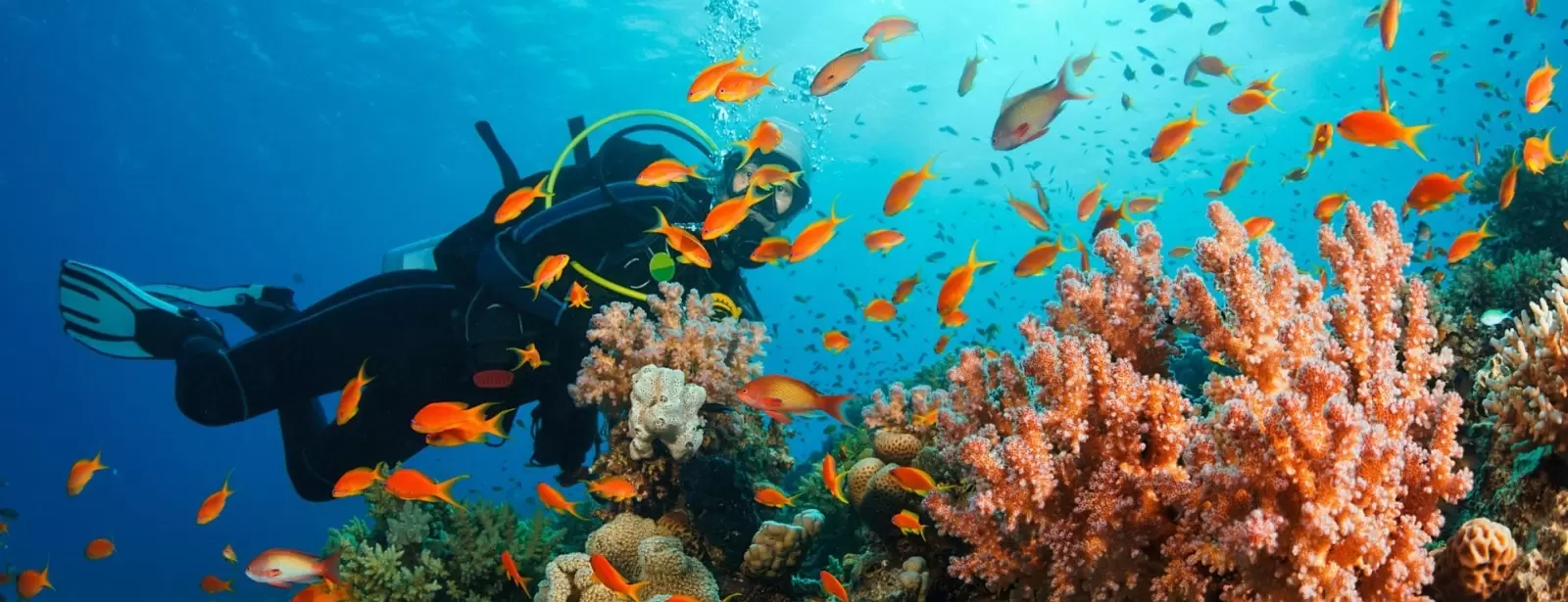 Diving Experience in Khasab