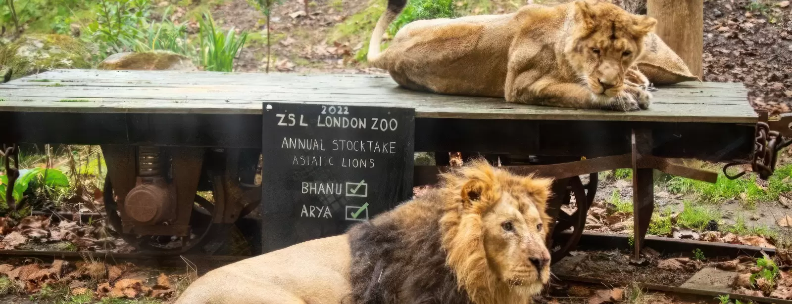 London Zoo: Entry Ticket