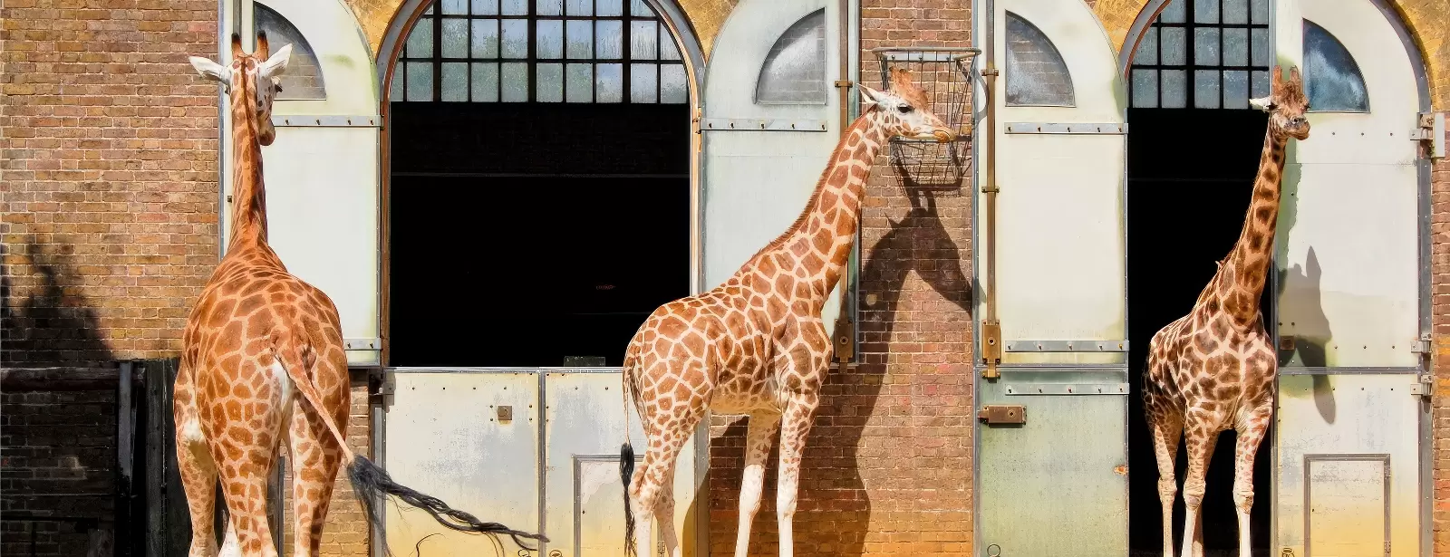 London Zoo: Entry Ticket