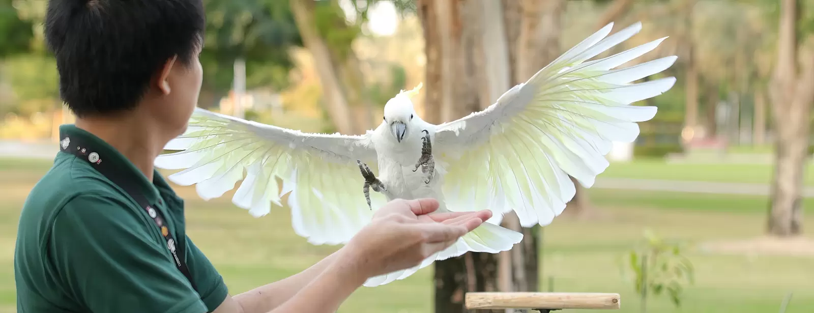 Exotic Bird Show - Dubai Dolphinarium