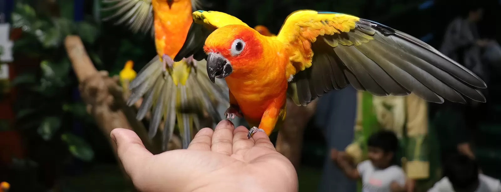 Exotic Bird Show - Dubai Dolphinarium
