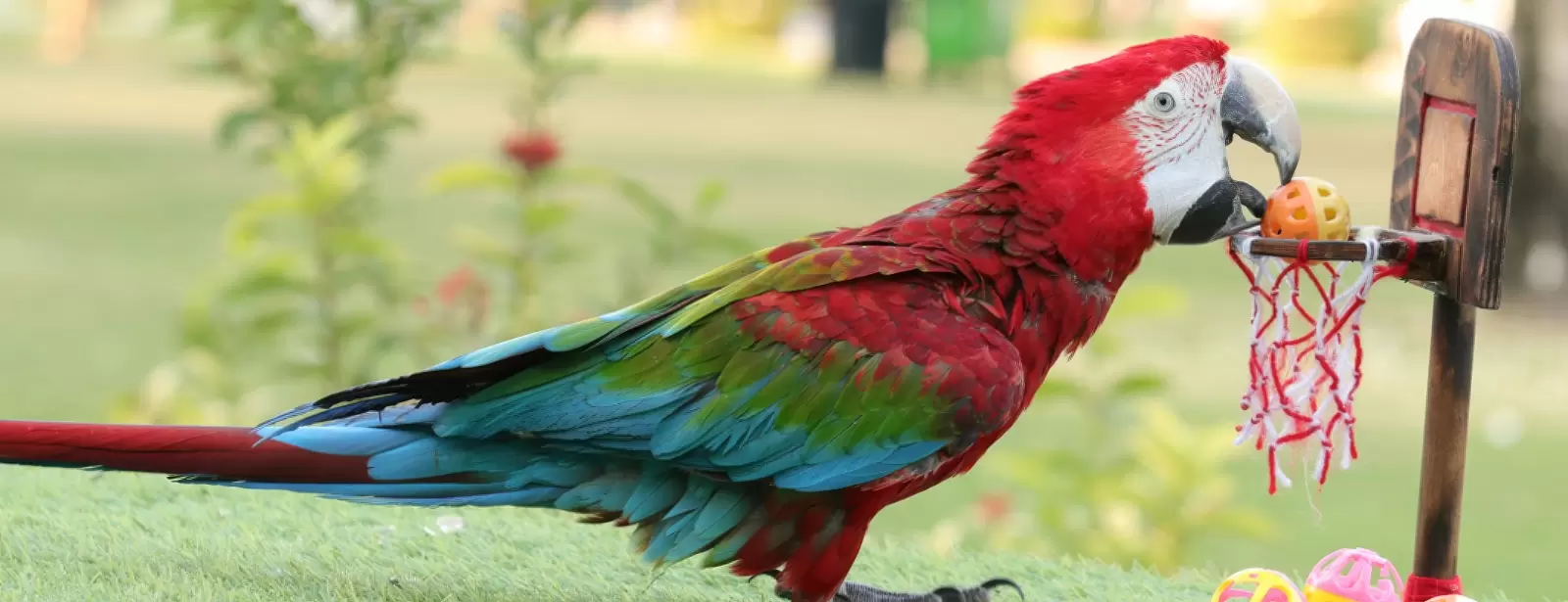 Exotic Bird Show - Dubai Dolphinarium