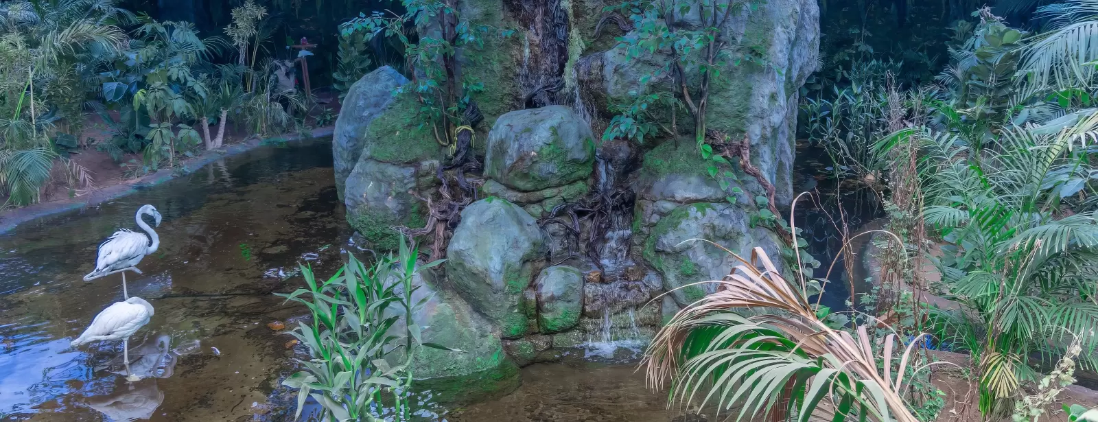 Tropical Land