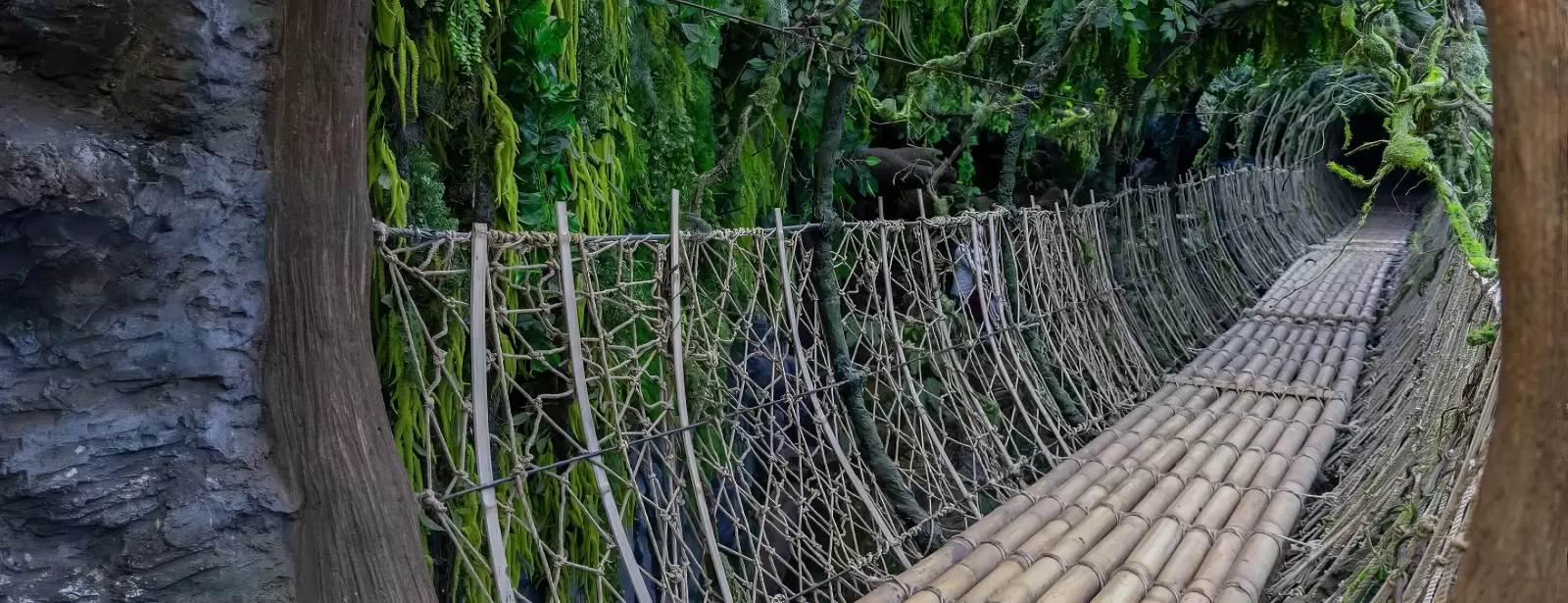 Tropical Land