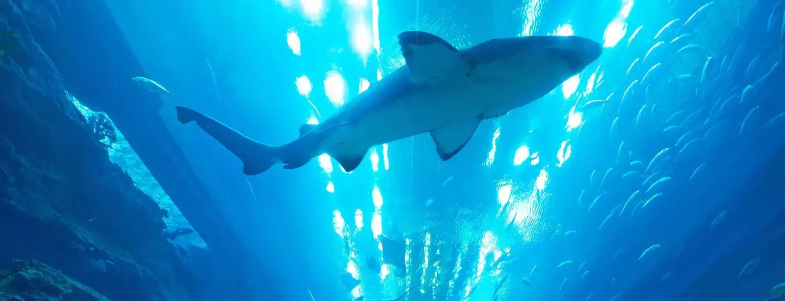 Dubai Aquarium & Underwater Zoo - Ultimate Experience