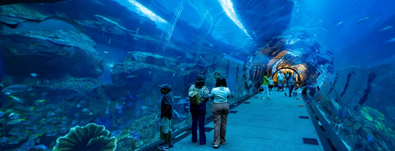Dubai Aquarium & Underwater Zoo - Ultimate Experience