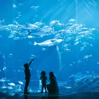 44J9+V7P Atlantis, The Palm - The Palm Jumeirah - Dubai - United Arab Emirates