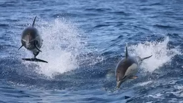 Dolphins Watching