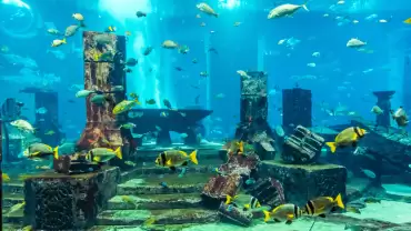 Dubai Aquarium & Underwater Zoo - All Access Pass