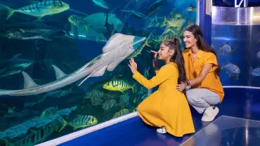 Dubai Aquarium & Underwater Zoo - Explorer Experience