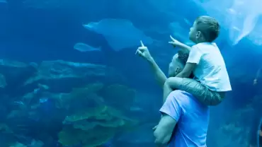 Dubai Aquarium & Underwater Zoo - Ray Encounter
