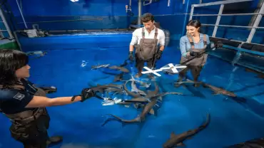 Dubai Aquarium & Underwater Zoo - Shark Trainer Encounter