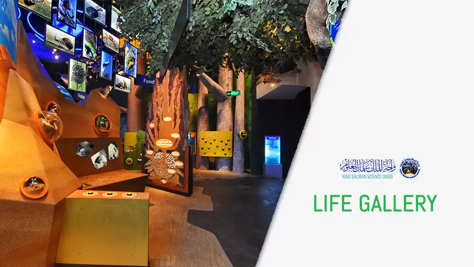 Galleries - For Individuals and Families