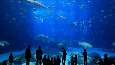 Istanbul Aquarium Ticket & Shuttle