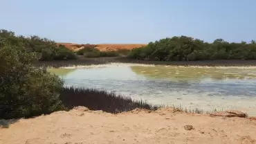 Jeep safari adventure at Nabq National Park with  camel ride and dinner