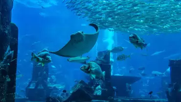 Oman Aquarium