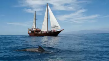 Dolphin Island Boat Trip